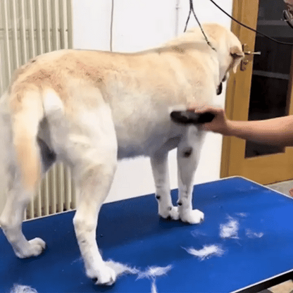 Escova para cães