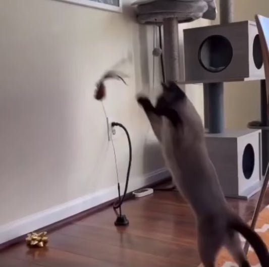 Interaktive Vogelsimulation